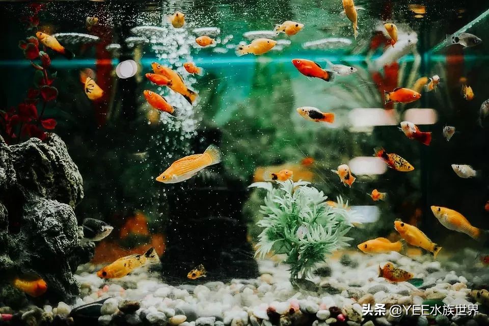 硝化细菌正确使用方法直播,硝化细菌正确使用方法加哪里