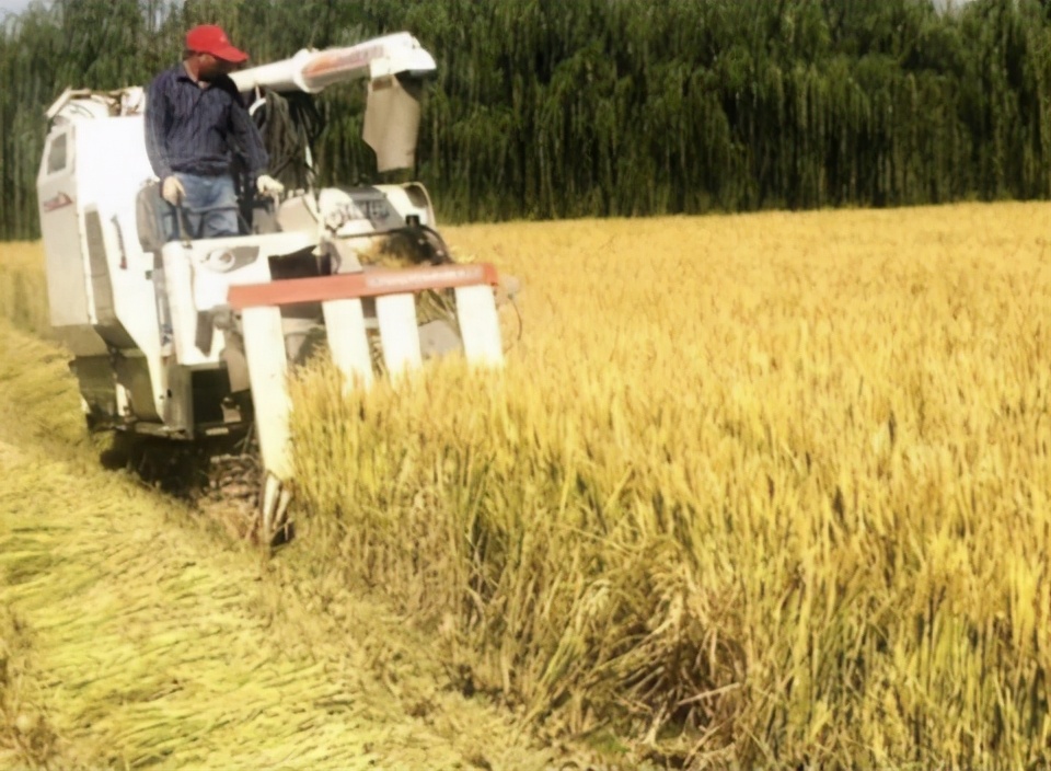 水稻怎样管理才高产,水稻高产栽培管理技术有哪些
