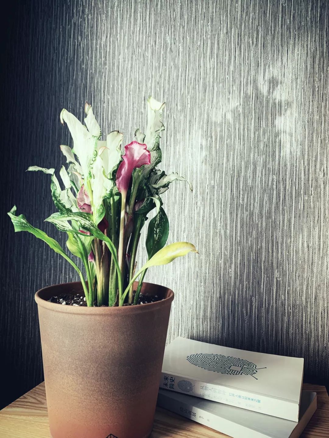 什么花喜庆又好养又好看,家养最旺财的十种花推荐