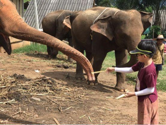 清迈大象义工,清迈大象救助营