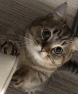 美短虎斑猫咪的品种,美国短毛猫虎斑价格