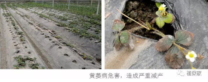 草莓常见病虫害图谱,草莓病虫害图片大全集