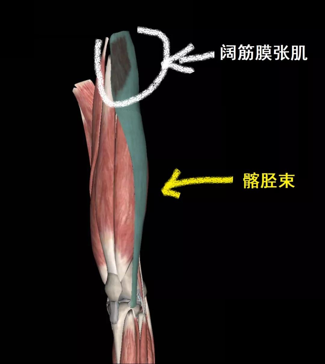 膝关节筋膜松解术后康复,阔筋膜张肌膝关节