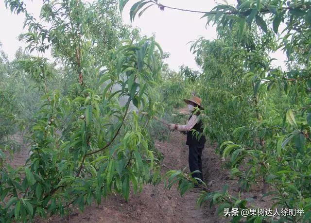 根除朝鲜球坚蜡蚧,朝鲜球坚蚧的人工和生物防治