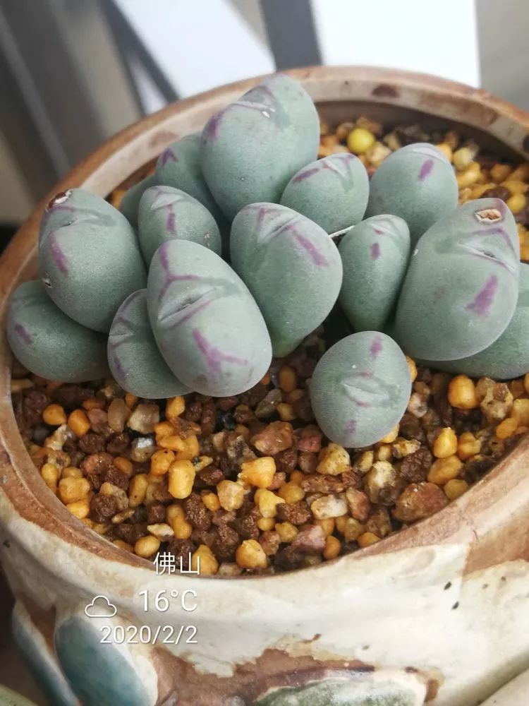 一杯清茶一道暖阳,一杯清茶温暖的时光