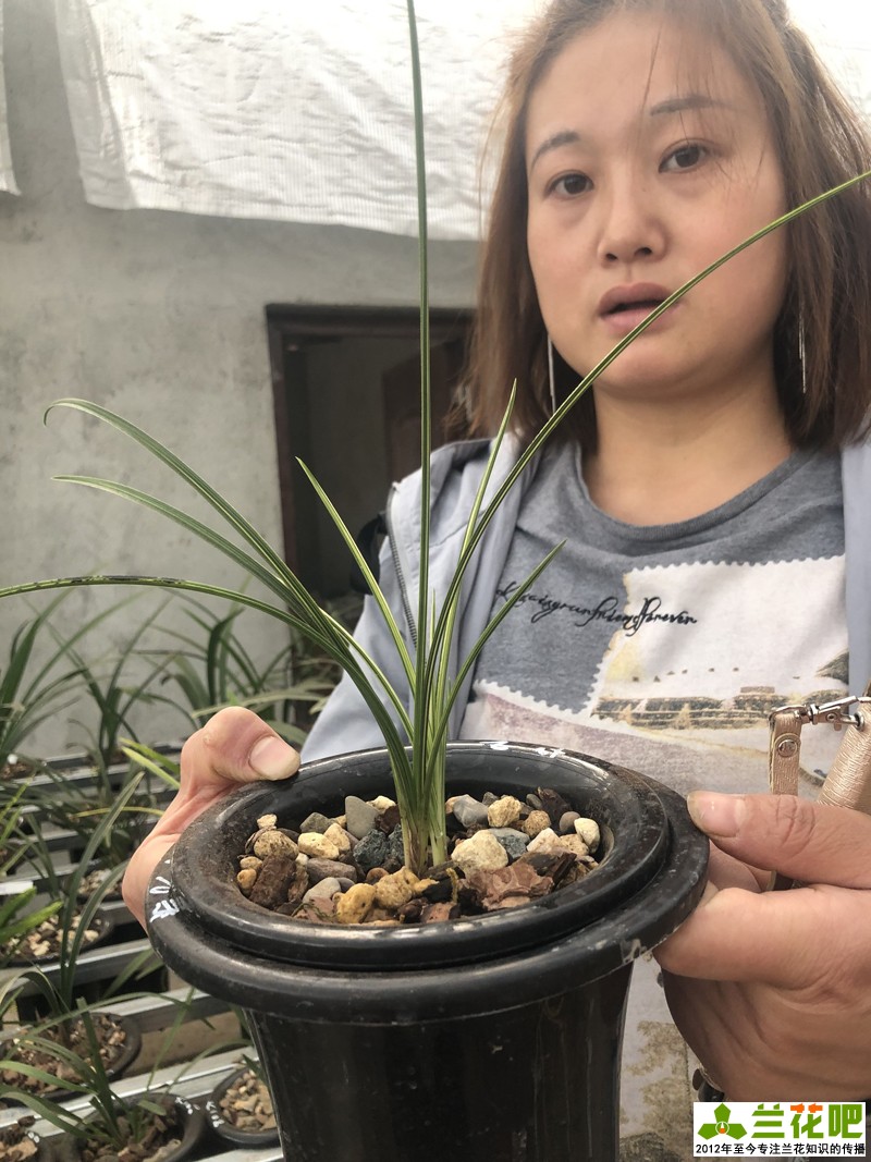 兰花直播间买兰花操作步骤,云南兰花直播拍卖