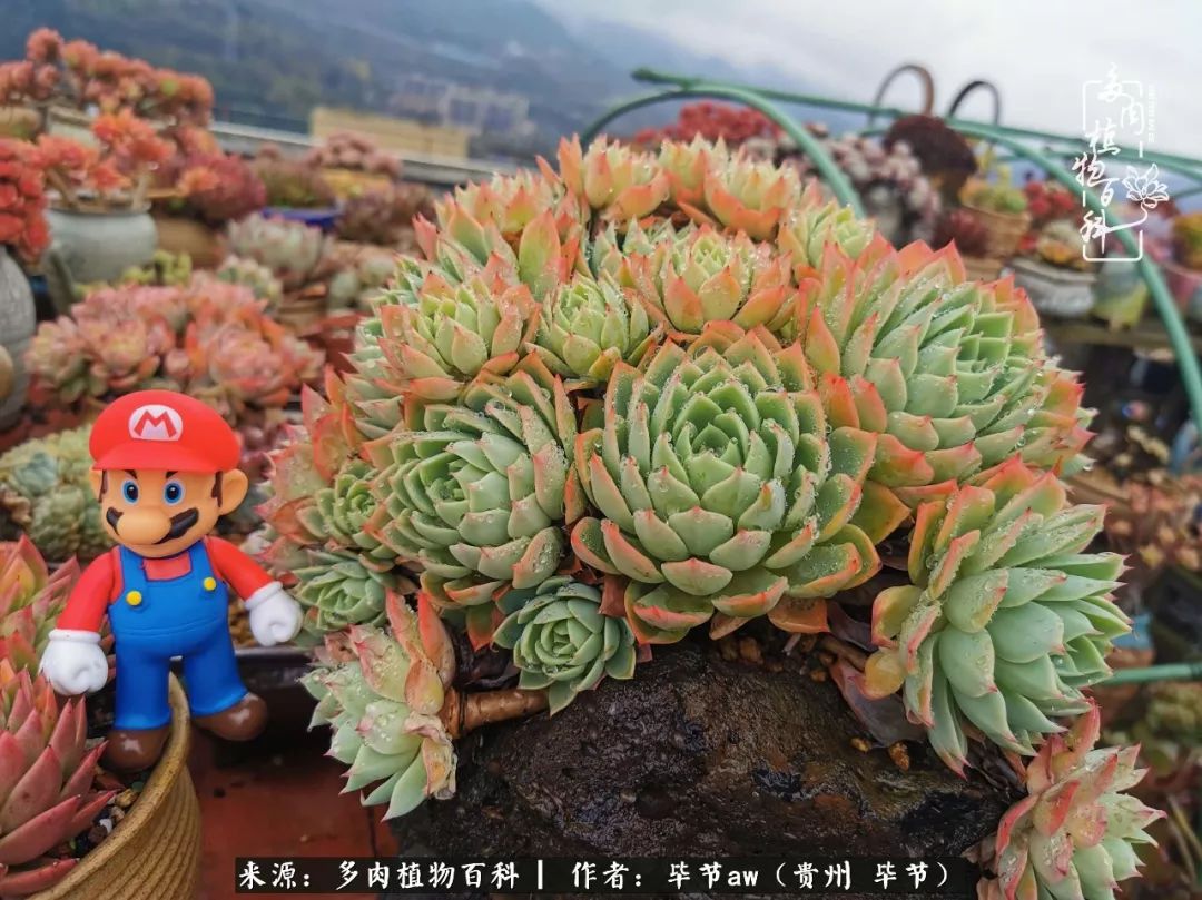 有多少次的会心一笑，全因多肉！那是一种心间流出的甜