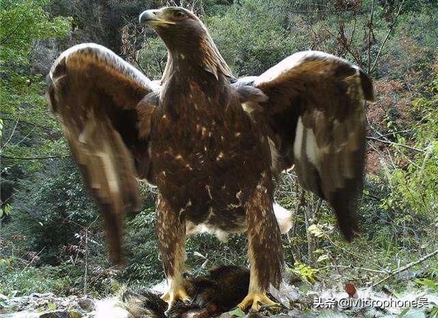 历史上真实的神雕,神雕真的存在