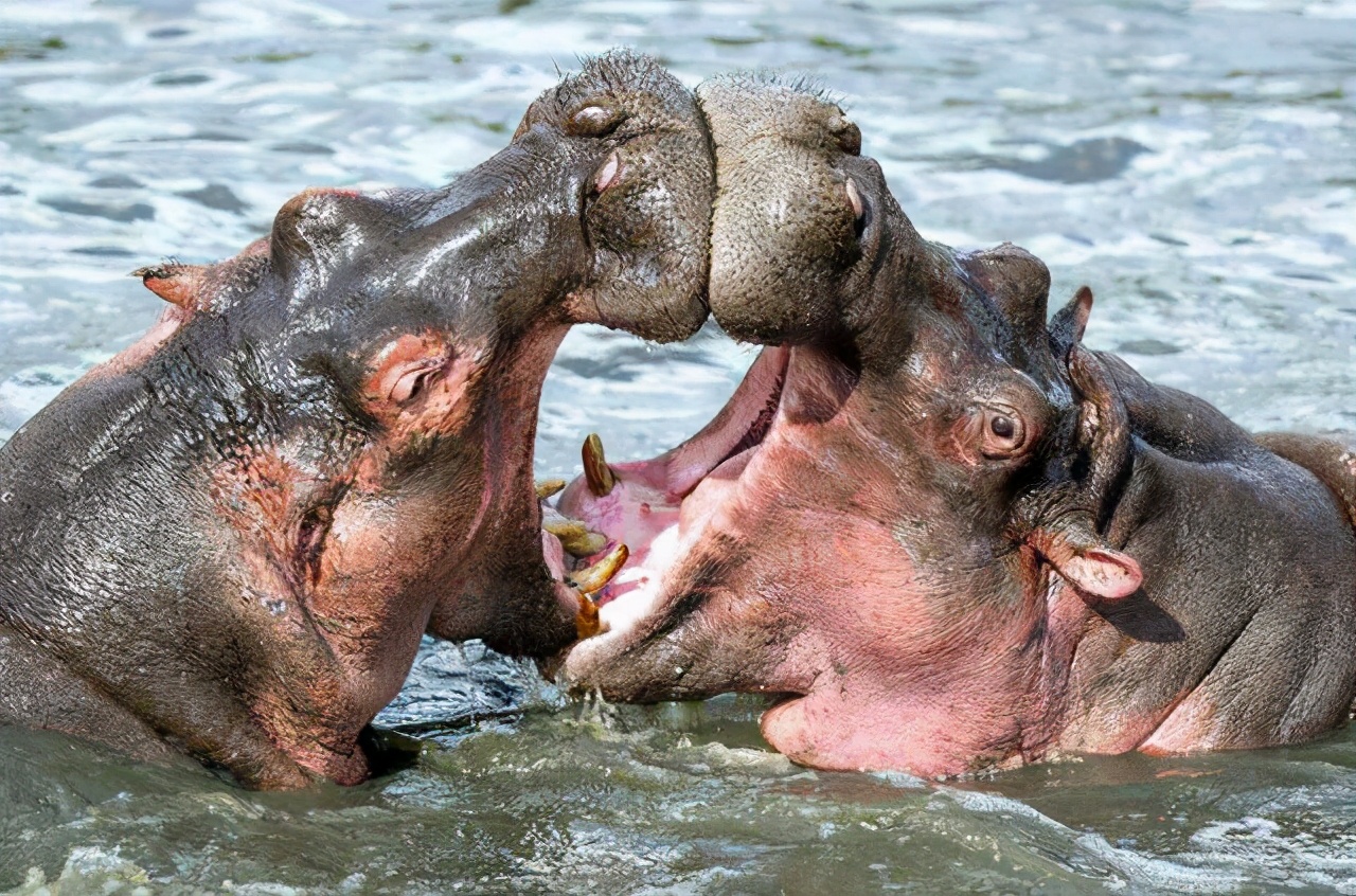 动物战斗力排行榜大象是最强的吗,史上最凶猛的动物平头哥