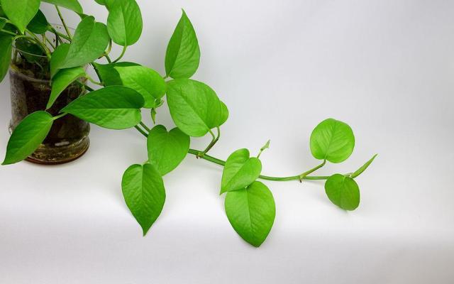 绿萝太长有什么讲究,绿萝长10米怎么处理最好