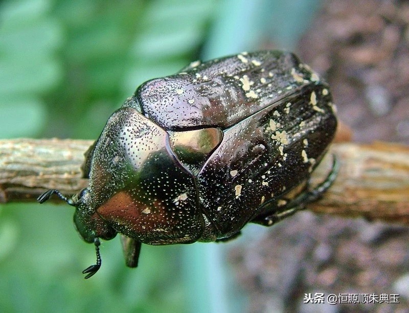 鍚冭揣鏄嗚櫕,鏄嗚櫕缇庨鍚冭揣