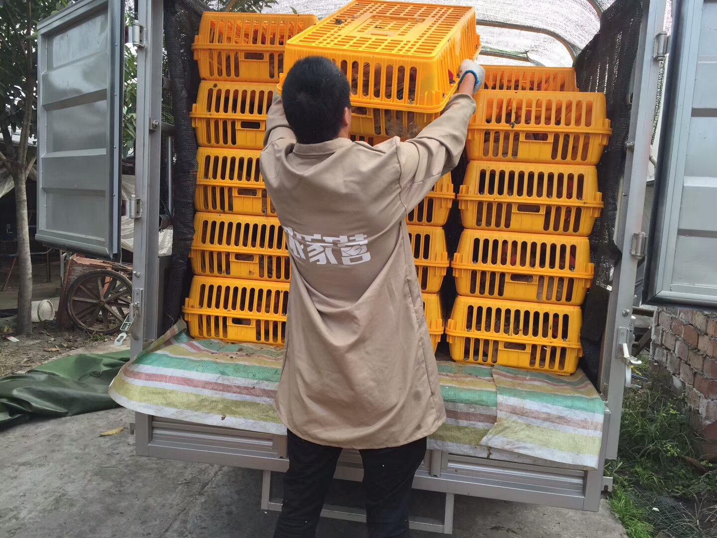 农村养鸡创业失败,土鸡养殖创业方案