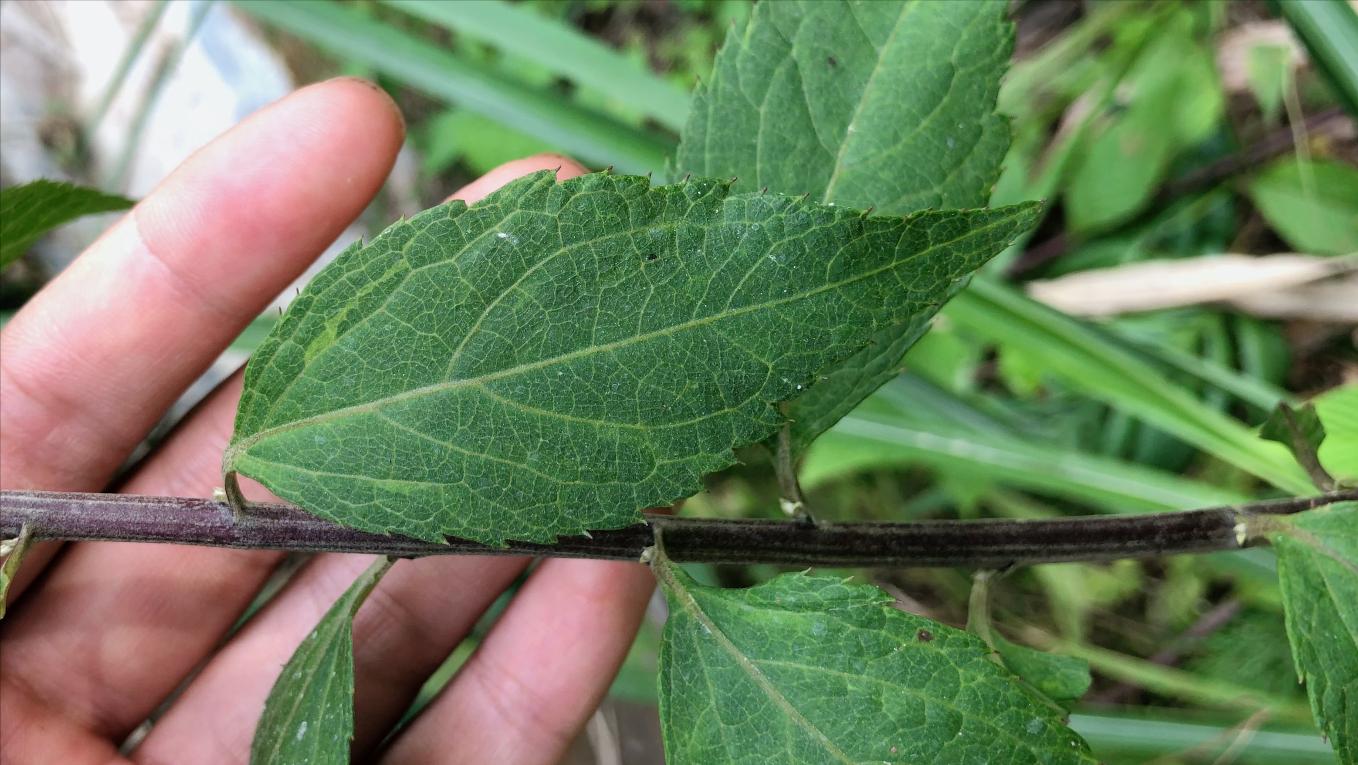 刘寄奴中草药图,中药材刘寄奴图片