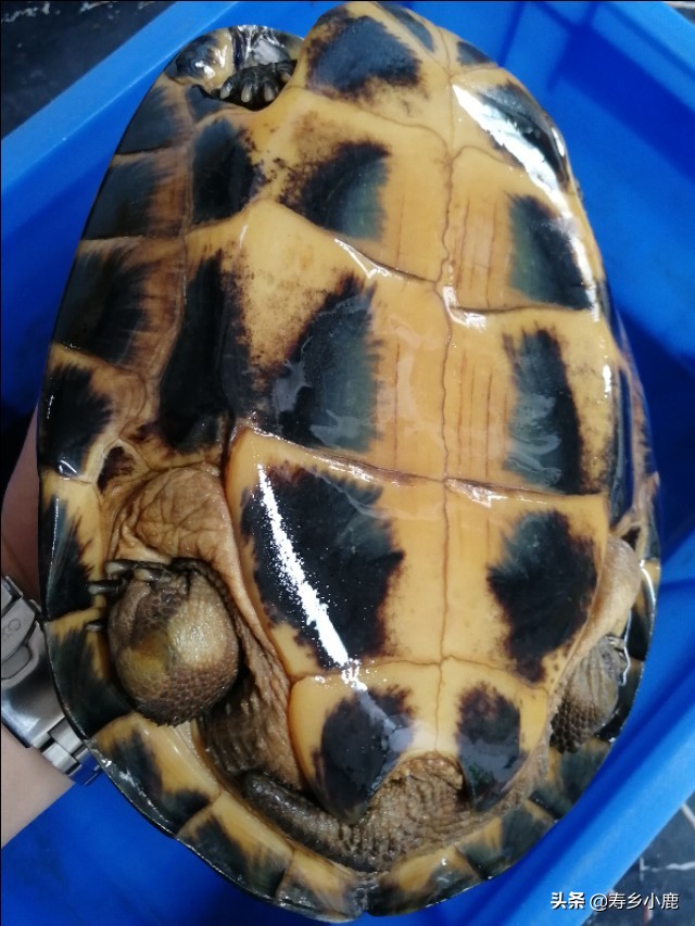 石金钱龟也叫黄喉拟水龟吗,黄喉拟水龟和石金钱龟通灵性吗