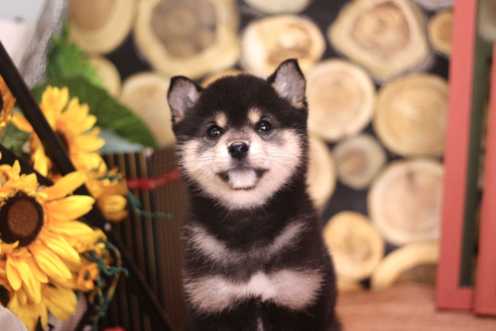 柴犬市场价多少钱最新,柴犬价格表2021价目表