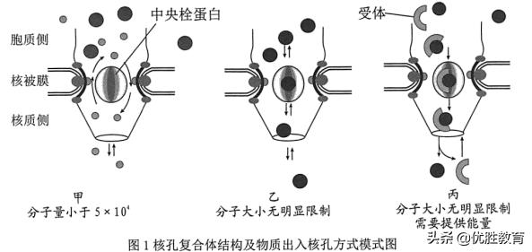生物高考细胞膜知识点,细胞膜高考知识点