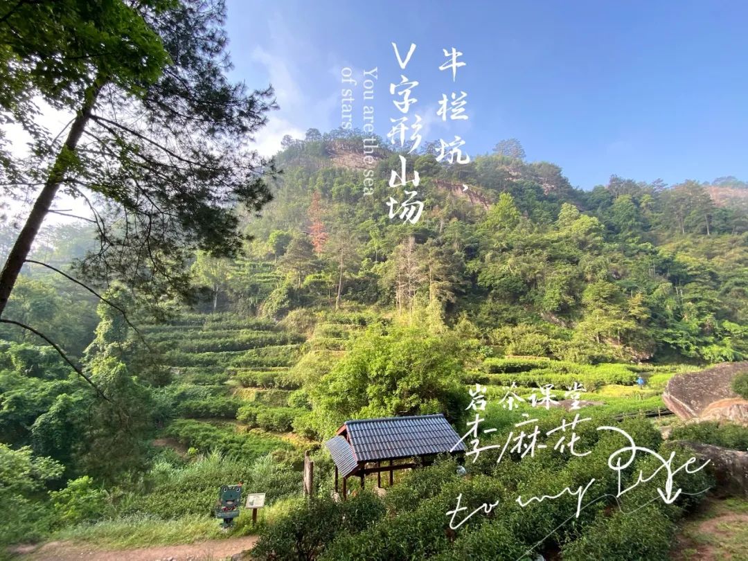 牛栏坑肉桂高档,牛栏坑肉桂盒装价格