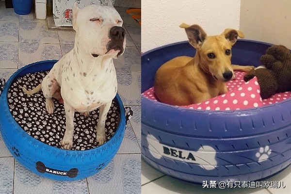 巴西艺术家巧手改造废轮胎变宠物床！毛孩试躺超满足