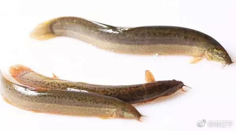 辽宁农产品特产是什么,盘点辽宁农产品有哪些