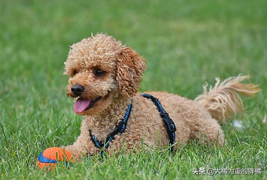 买泰迪犬需谨慎,发现这6个问题果断离开,可别买到“病狗”了