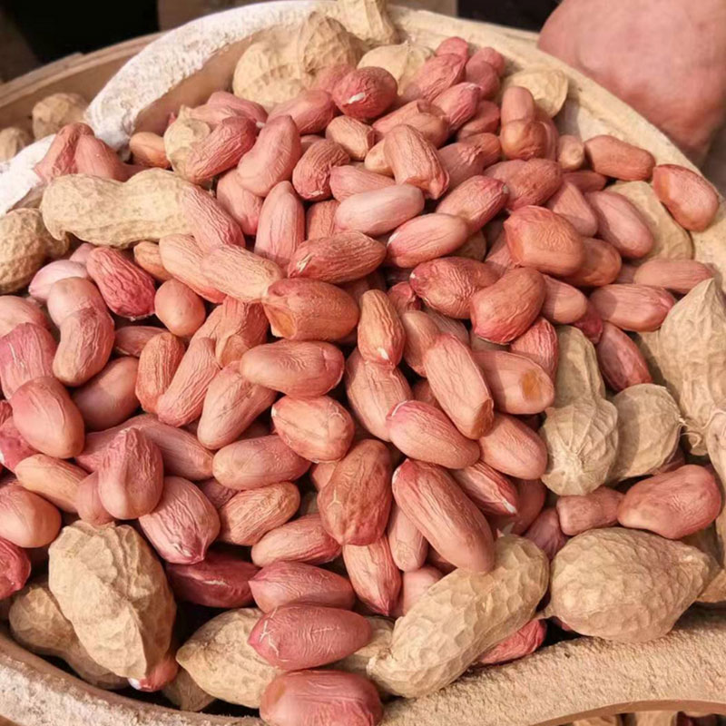 花生种抗重茬不死苗烂根产量高,花生种什么种子耐涝产量高