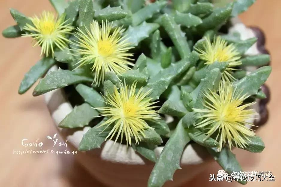 香味最好闻的十种花,一年四季都能闻到香味的四种花