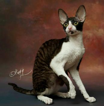 柯尼斯卷毛猫跟无毛猫哪个好,柯尼斯卷毛猫2000能买吗