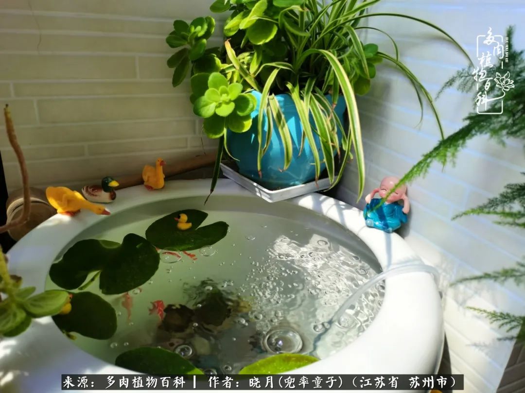 六年时间环游22个国家，却被多肉小萌物征服