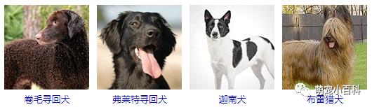 狗狗品种分类大全,狗狗品种鉴定