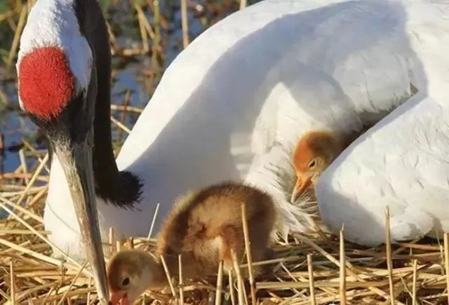 丹顶鹤的忠贞,丹顶鹤浪漫忠贞