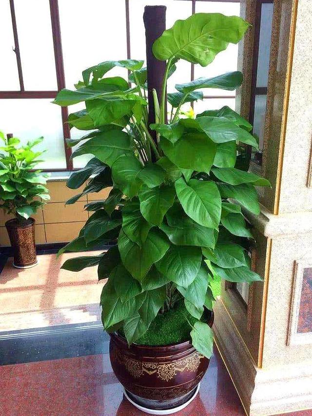 大叶绿萝如何让下部出新叶,大叶绿萝柱下部没叶子了怎么办