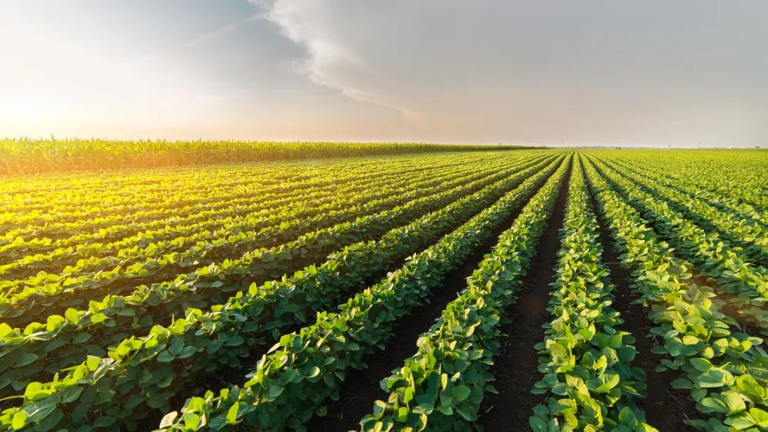 草甘膦的副作用及危害,草甘膦长期小剂量服用有什么危害
