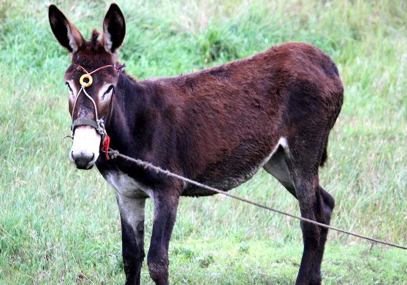 养驴场赚钱吗,养驴行业赚不赚钱