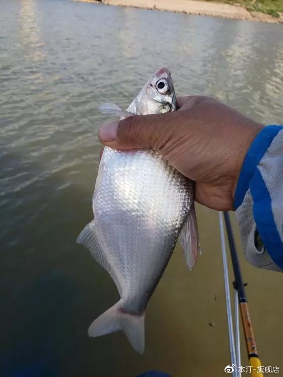 本汀金迦潘求败7米2,本汀金迦潘引领实测