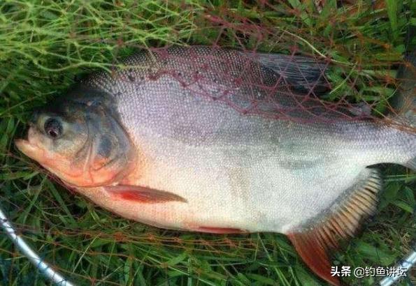 食人鱼怎么钓效果最好,钓食人鱼最佳方法是什么