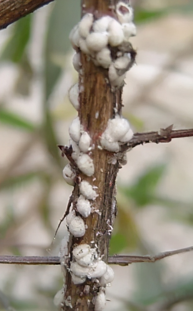 园林植物常见病虫害识别与防治,园林冬季病虫害防治