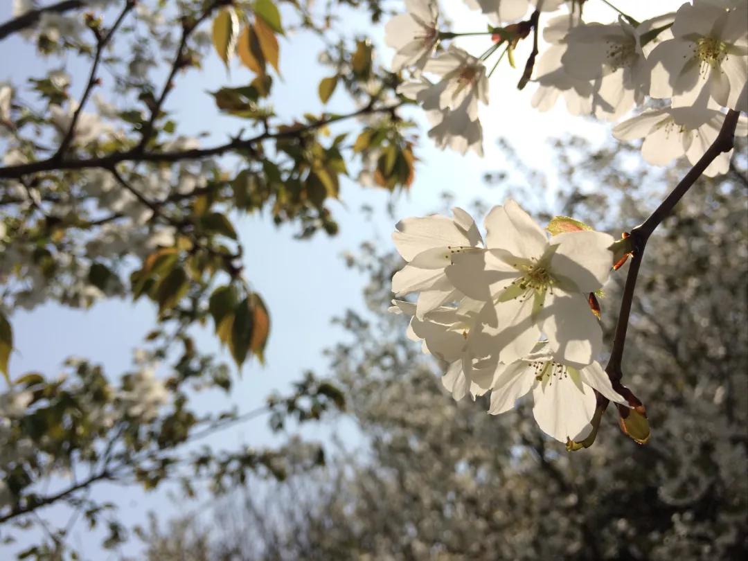 疫情防控取得阶段性胜利有序恢复,疫情胜利在望