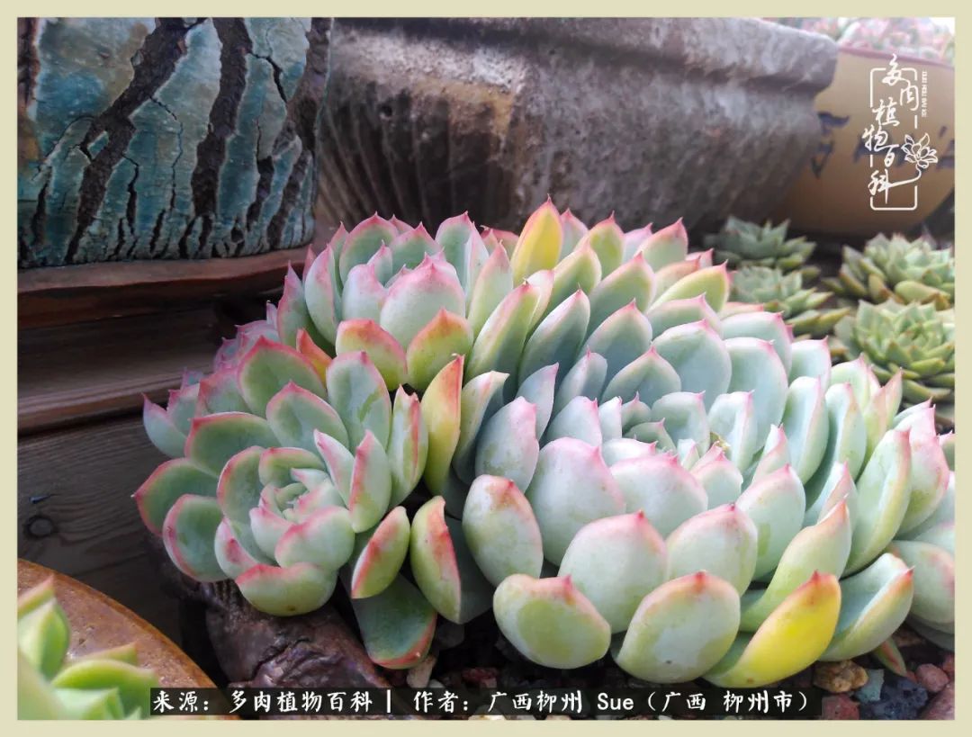 艳阳高照凉爽贵州,我要勤快地捕捉美好!(二)