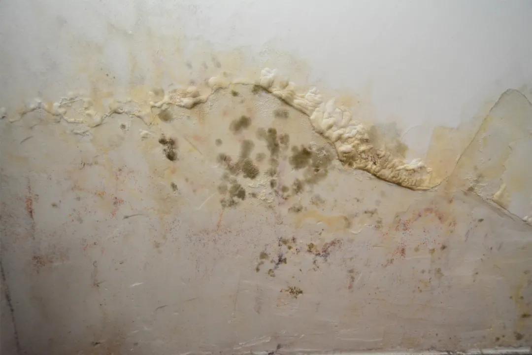 睡觉青苔霉菌连一起可靠信赖求助呼援通