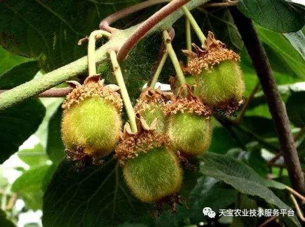 猕猴桃花果期怎么管理,一年猕猴桃树怎么管理