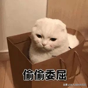 猫咪生过小猫还要绝育吗,为什么不建议猫生一窝再绝育
