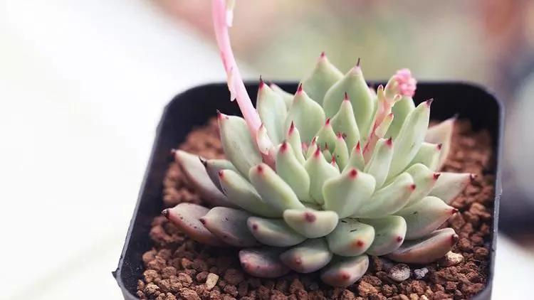 多肉叶插成功的喜悦和心情,多肉叶插最好的方法