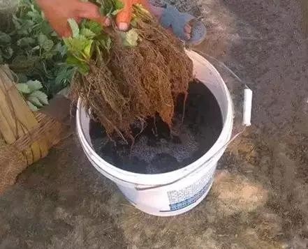 怎样防止黄瓜虫,黄瓜根结线虫最佳防治方法