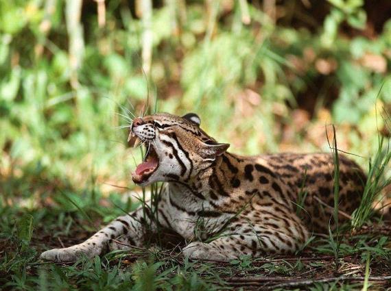 地球历史中最厉害的食肉动物,世界上有什么食肉动物