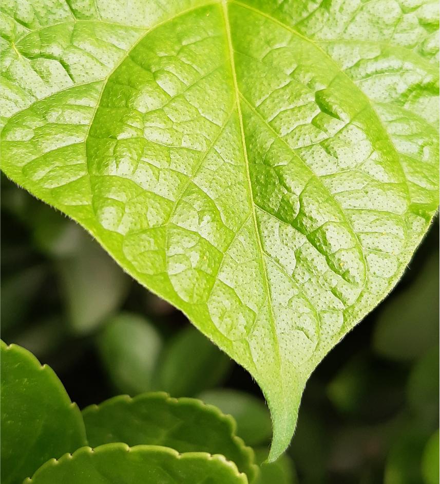 摩托罗拉p50详细参数,摩托罗拉p50测试视频