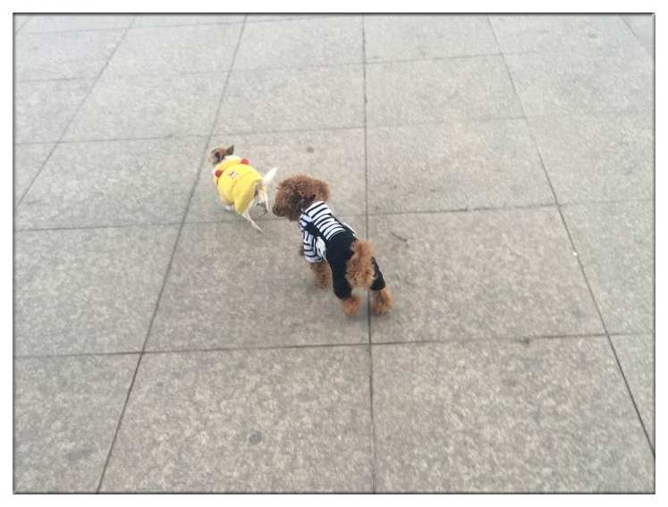 当你的宠物有残疾你会怎么样,宠物生病但是没钱救治怎么办呢