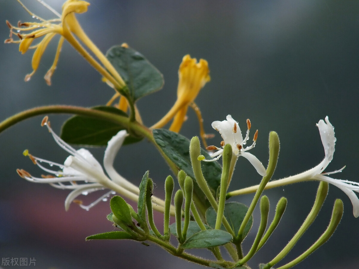家中常养这八种绿植,家里养什么花可以家庭和睦