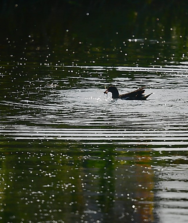 为什么蜻蜓不会杂交,蜻蜓为什么是两性生殖