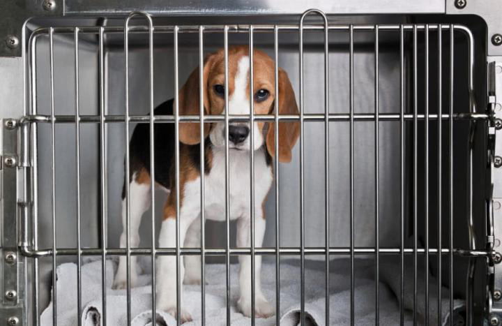 如何预防狗狗得狗癣,养宠经验狗狗掉毛超级严重怎么办