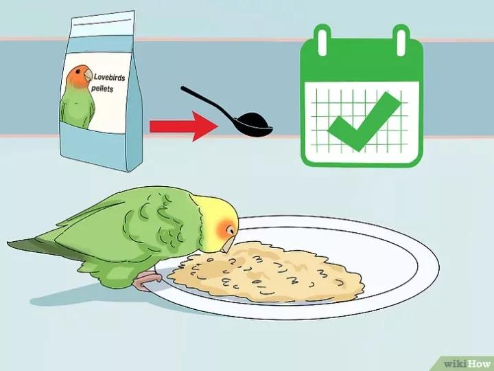 如何喂养牡丹鹦鹉